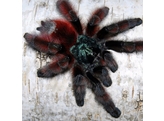 Avicularia Caribena  versicolor Martinique Spider Nakweek /