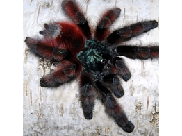 Avicularia Caribena  versicolor Martinique Spider Nakweek / Elevage M