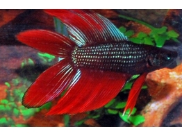 BETTA SPLENDENS DOUBLE TAIL male XL