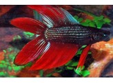 BETTA SPLENDENS DOUBLE TAIL male XL