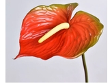 Anthurium 70cm Rood/rouge