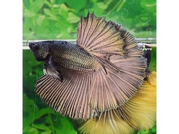 Betta splendens male half moon Copper L