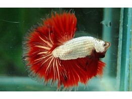 Betta splendens male dragon L