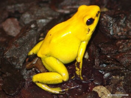 Dendrobates auratus Dartfrog El Oro Nakweek /  M