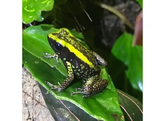 Phyllobates aurotaenia green Dartfrog Nakweek /  S-M