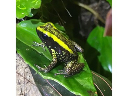 Phyllobates aurotaenia green Dartfrog Nakweek / Elevage S-M