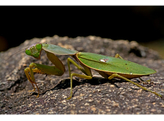 Hierodula patellifera Giant Asian Mantis Nakweek / Elevage S