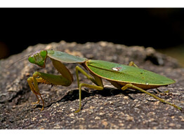 Hierodula patellifera Giant Asian Mantis S Nakweek / Elevage