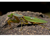 Hierodula patellifera Giant Asian Mantis Nakweek / Elevage S