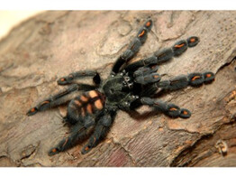 Psalmopoeus irminia Pink Tree Tarantula  L