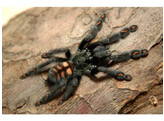 Psalmopoeus irminia Pink Tree Tarantula  L