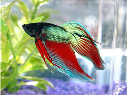 BETTA SPLENDENS MALE AA SELECTION XXL