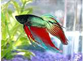 BETTA SPLENDENS MALE AA SELECTION XXL