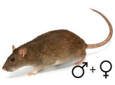 Voederrat S man  /  Rat S male