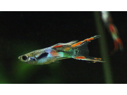 Poecilia reticulata / Guppy endleri male L