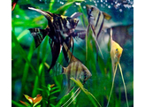 Pterophyllum scalare mix M