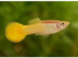 Poecilia reticulata / Guppy male yellow L