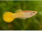 Poecilia reticulata / Guppy male yellow L