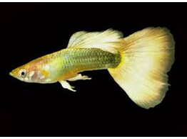 Poecilia reticulata / Guppy male german yellow L