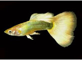 Poecilia reticulata / Guppy male german yellow L