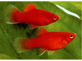 Xiphophorus maculatus Platy Coral Red L