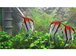 PTEROPHYLLUM MANACAPURU SUPER RED 3