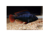 HAPLOCHROMIS/ASTATOTILAPIA NUBILUS 4-5