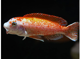 LABEOTROPHEUS TREWAVASAE ROSY 4-5