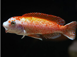 LABEOTROPHEUS TREWAVASAE ROSY 4-5