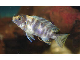 PSEUDOTROPHEUS ZEBRA MASINJE blue OB 4