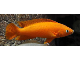 LAMPROLOGUS LELEUPI LELEUPI ULVIRA super red 3-4