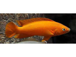 LAMPROLOGUS LELEUPI LELEUPI ULVIRA super red 4-5