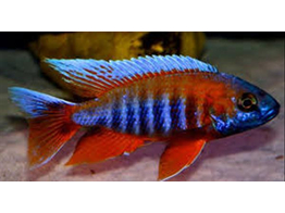 AULONOCARA JACOBFREIBERGI SUPER RED 4-5