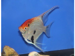 PTEROPHYLLUM SCALARE ORANGE HEAD 4-5