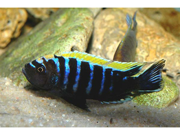 CYNOTILAPIA AFRA MBAMBA MPANGHA ROCK 4-4 5