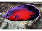 ASTRONOTUS OCELLATUS RED 4-5