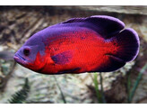 ASTRONOTUS OCELLATUS RED 4-5