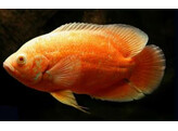 ASTRONOTUS OCELLATUS RED ALBINO 5-6