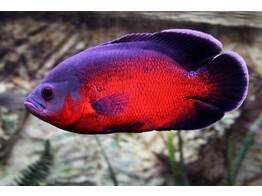 ASTRONOTUS OCELLATUS RED ALBINO 8-10