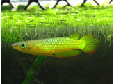 APLOCHEILUS LINEATUS GOLD 4-5