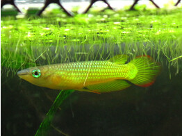 APLOCHEILUS LINEATUS GOLD 4-5