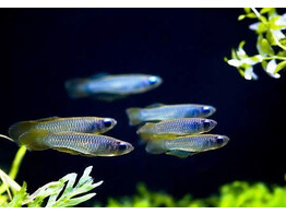 APLOCHEILICHTHYS NORMANI blue lamp eyes 2-3