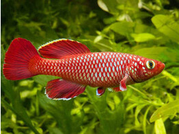 NOTHOBRANCHIUS KORTHAUSAE RED 2 5-3 5