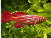 NOTHOBRANCHIUS KORTHAUSAE RED 2 5-3 5