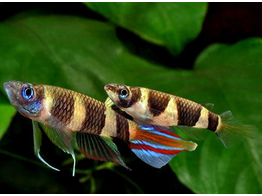 PSEUDOEPIPLATYS ANNULATUS 2-3