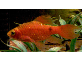 BARBUS/PUNTIUS CONCHONIUS SUPER RED L. FIN 3-3 5