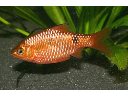 BARBUS/PUNTIUS CONCHONIUS ORANGE/GOLD NEON 3-3 5