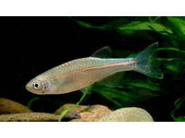 DANIO ALBOLINEATUS 3-3 5