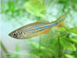 DANIO/DEVARIO AEQUIPINNATUS/MALABARICUS 4-5