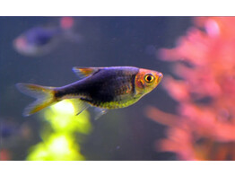 RASBORA/TRIGONOSTIGMA HETEROMORPHA BLACK 2